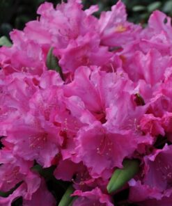 66c57b4a162c7d8c8de9ee836c93b489