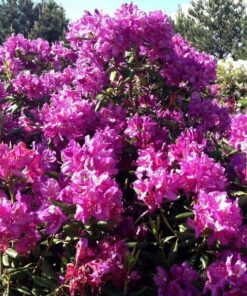 e504bb7d7e43ab5d9075a6b7d9e6db20