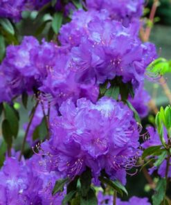 9caf877df7b7e46d9bd640df3f06ac06