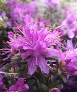 3708e5a21a0efa8973bbd6c55f2cb32b