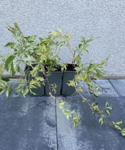 fdfafa6beb191feb6b48fe18a0ced55a