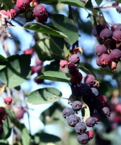 fa7bc89077772578c43cf857b74b4e13