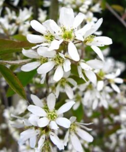 9ccc8bbfeac961fe9c7f085e24c8609c