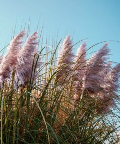 d1fe71a137bc641220dbb277a1f20f26