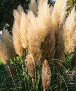 acc58ad387c426f88d3e02fb43a4c074