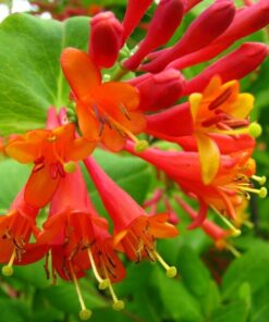 32fce229a0ce28c33326a7404db25431