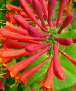 ae75cd29d475b7ed68de79238467f47b