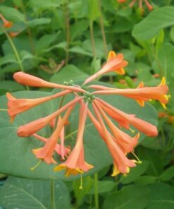 7feefd80dbe11529d6a48b0204ad4ac5