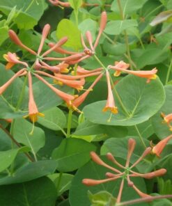 a9a7a09b916fb27983e3e8cfce869ee7