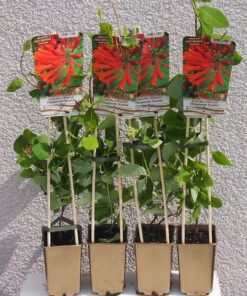 161239c9c1ac7c81ef9752c69ffce01e