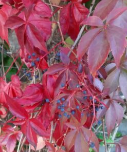 fbea616c59a29b2ab8289fa1cf68ca75