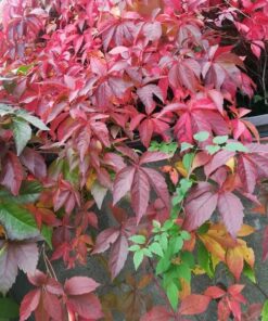 f97655a6f9c763e5e954faf04446c21b