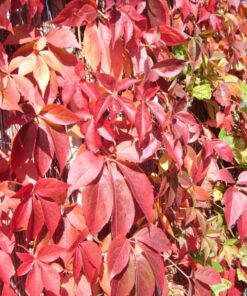 9040eb552707e3ab2cae5d54fafb0a29