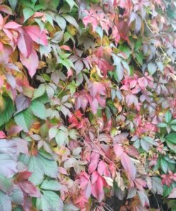 9e4c1b1162d00546e1398bfc5c579ad3