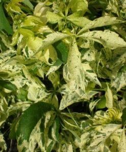 058bcc558af0ed7c91c7ac3348124185