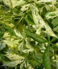 5c5350d0de453dc054b69d3233776638