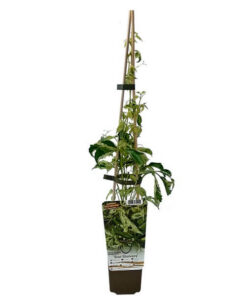 361f468f5cc553d57b5f131f9623e389