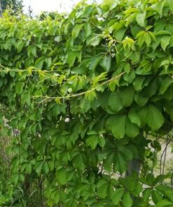 ca04242a1daa76138886f2d68d1c4d01