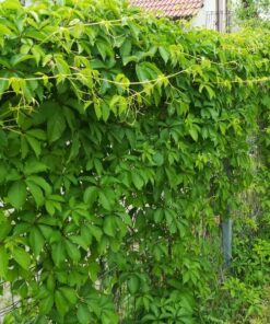 90267ac758066bfafc6e8ea0d53621d4