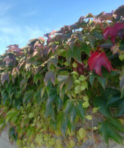 5fa9d0656c4789aaf3d3bd26036646c6