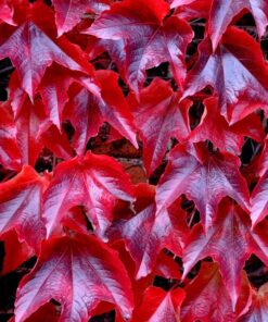 d5dc4a9e227c7d48f3ea2d254824b6f1