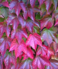 3a778ea2101092e5e8cc2949209770c5