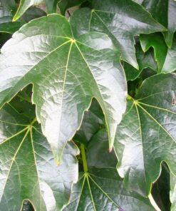 50d0f281241c5f2d6a19ef4bc6cc38d3