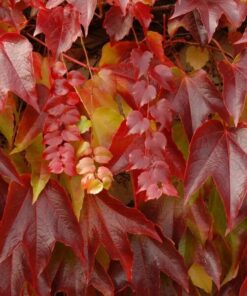 138ec2fd21738dd0b7e8b3df10fdf03f