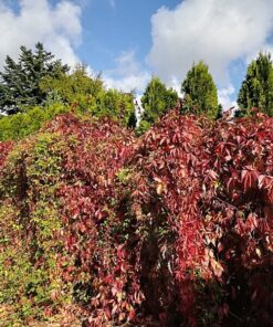 5ab78f5c3a60c2f92c9e770543cb9cc9