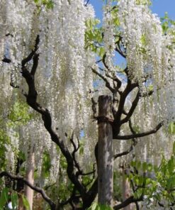 8d22adf263db0997c84937eb76f47b3b