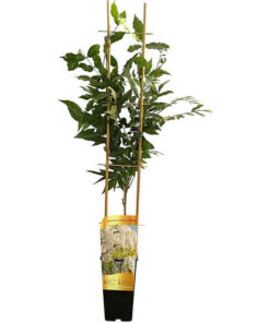 328e7feacac8665865ff31124bd358f5