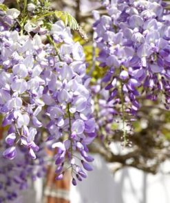 2d81d6942affe82e1f5d6943435c0297