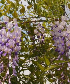 2182d3d59c5a1e5e8172263134415982