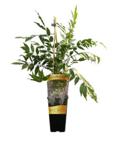 a9298dac7e74de800a325e2f45895198