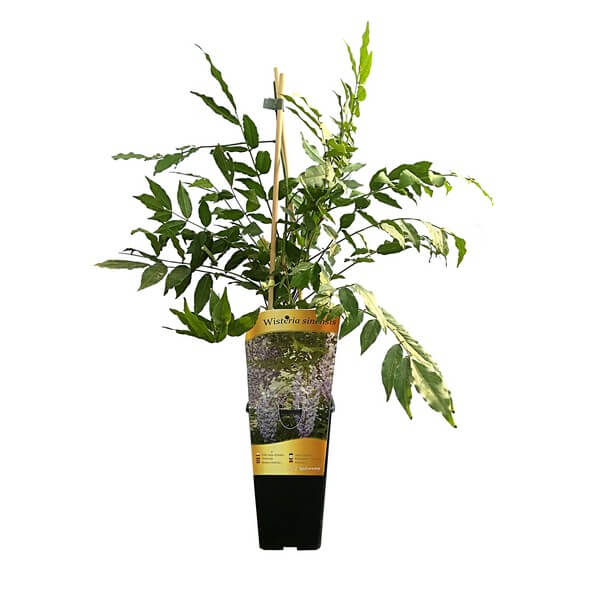 a9298dac7e74de800a325e2f45895198