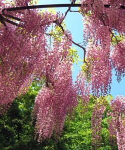 406d89636c81e7ac19e36d59fb482945