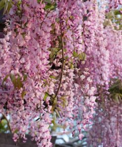 1e7b7678069e7bb2c76f10a0ebd03f96