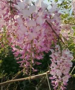 a9e5d92bb694aa76567205a0d72e2f31