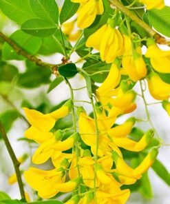 2a16dc681ed3f7eb59688b9e213af7e1