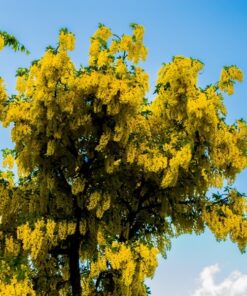 bcec6a4efc39bcbf82527fdfa315f914