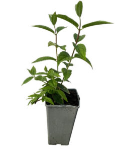 0d796ade047fc0f0e10b865a59f11522