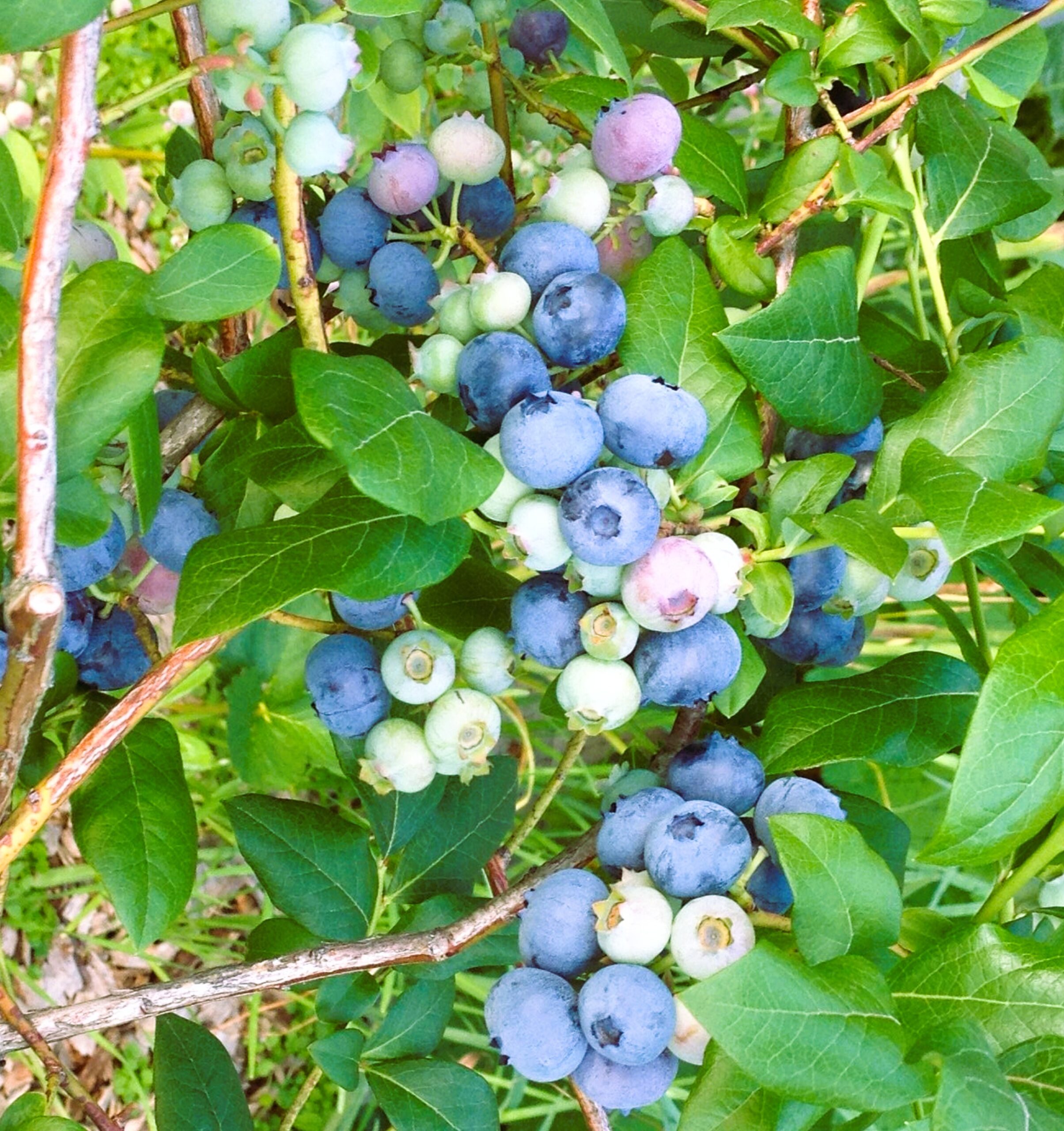 a4467dac4de47c6198592f199dfd6559