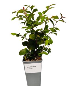 a81727f84abbdce8285f54729beecbd4