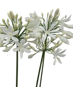 95aab0e93d4a6e31599c003cb89c9313