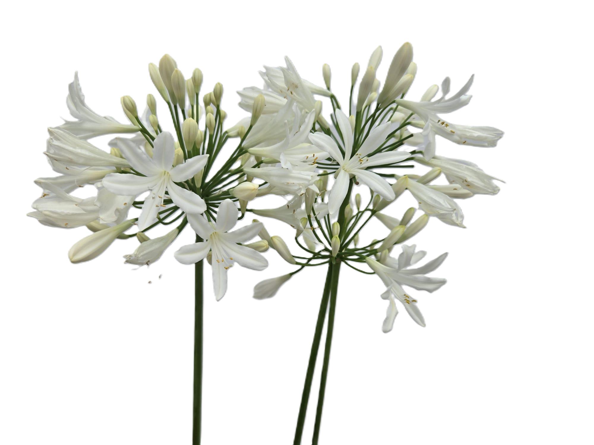 95aab0e93d4a6e31599c003cb89c9313