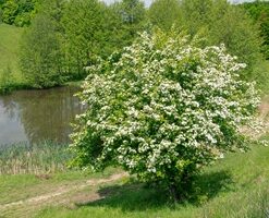 356d2b18c230d2192f20429ba6d1d172