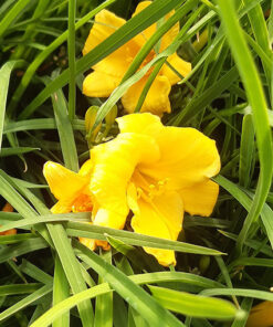 548110b2e96094a10c91155b9a0e8db4