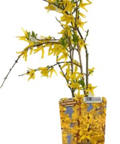 53bc87b30af5ca8cdf7af5faeaa88a9a