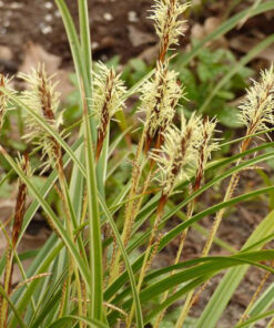 d89099c25903995db366fb21b60dce93