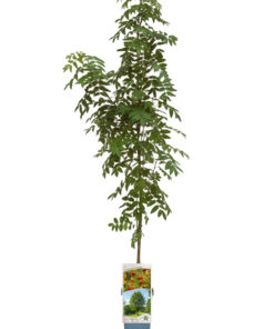 12e24142a268caa718bce17ec13fc568